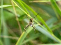 Wespenspinne Weibchen Unterseite